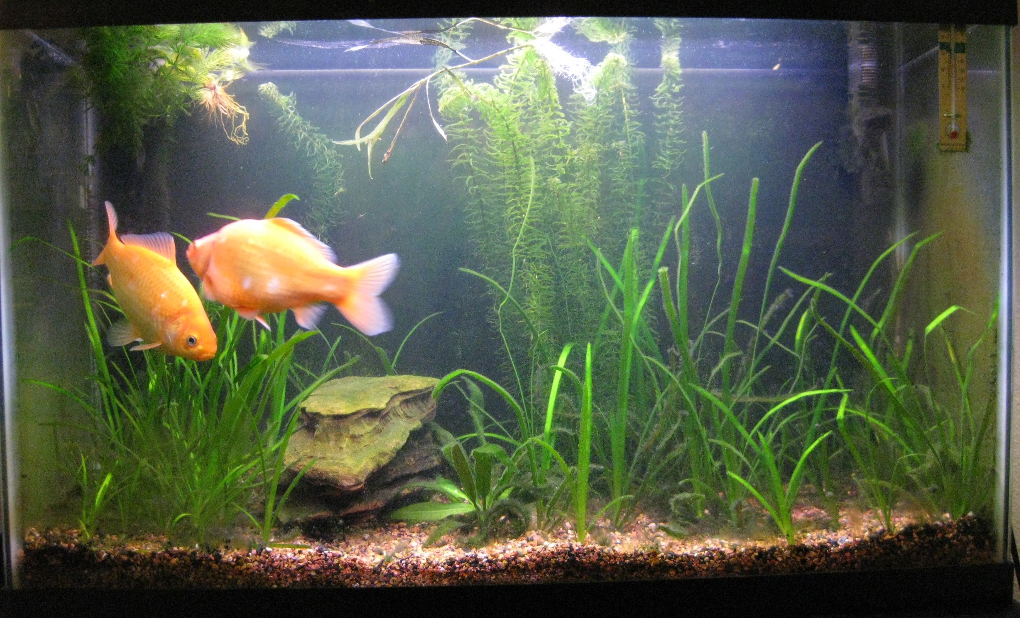 В аквариуме было 36 рыбок. Золотая рыбка в аквариуме. Растение Золотая рыбка. Аквариум с золотыми рыбками и растениями. Аквариумные растения для золотых рыбок.